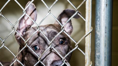 This animal shelter is reducing adoption fees in August